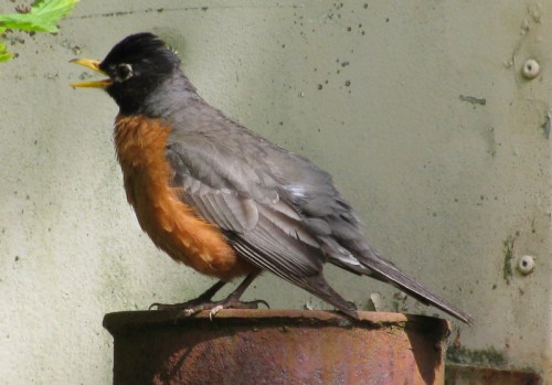 the robin tells a tale