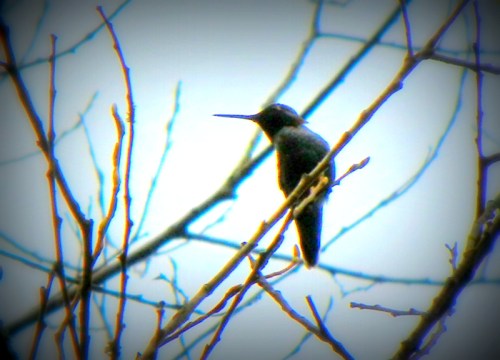 the Hummingbird is a solitary creature - by and large