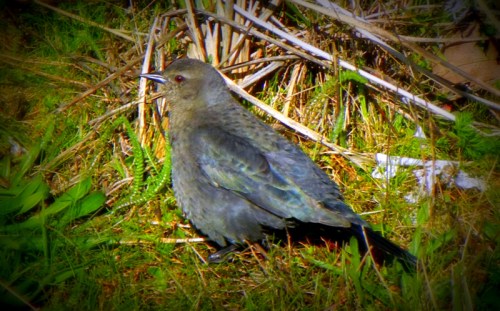 the Starling cannot bear to be alone