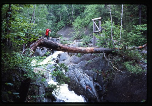 logs, bogs, and frogs