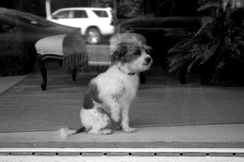 doggy in shop window - Pt Angeles