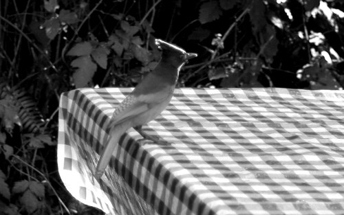 Stellar's Jay - camp robber