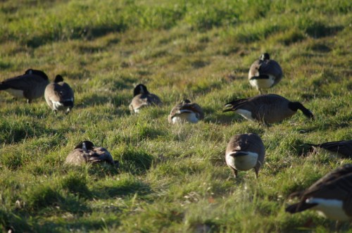 Canada Geese
