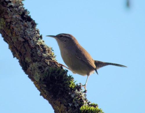 some sort of Wren