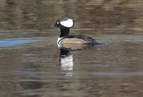 Murray the Hooded Merganser