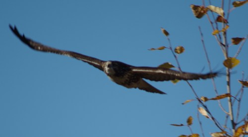 gliding - wings wide open