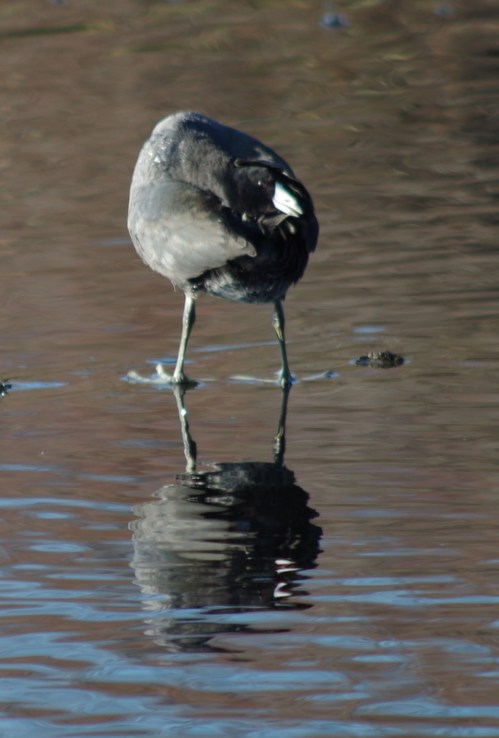 Coot doing yoga