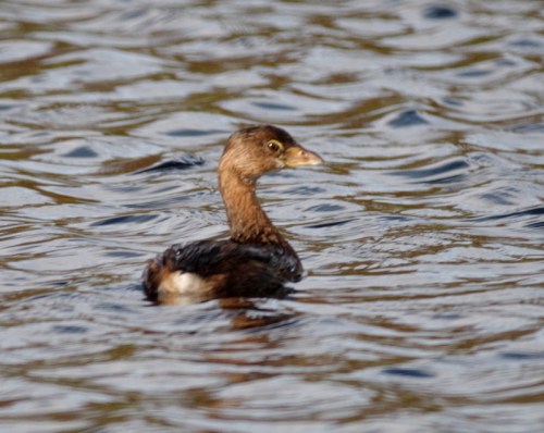 Pied Billed Grebe