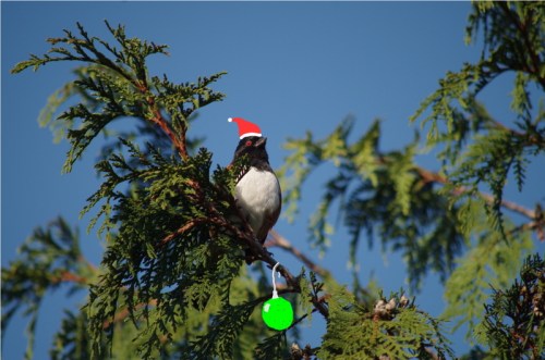 Harry the Hairy Woodpecker