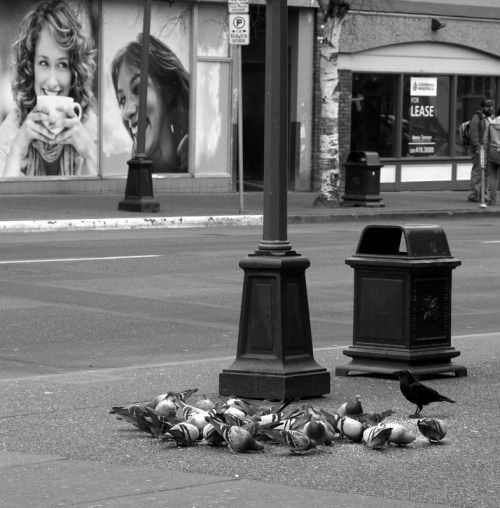 someone likes pigeons