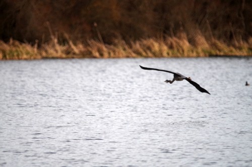 how does a neck bend that way?