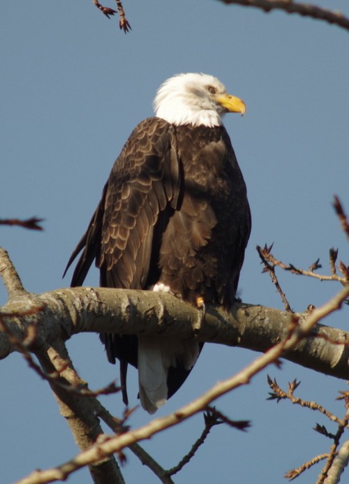 Bald Eagle