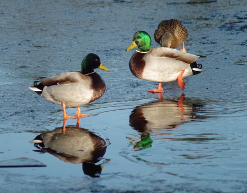 Ducks on ice