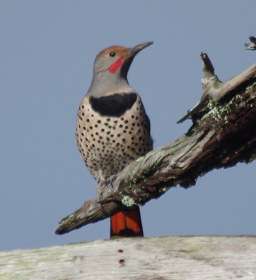 Northern Flicker