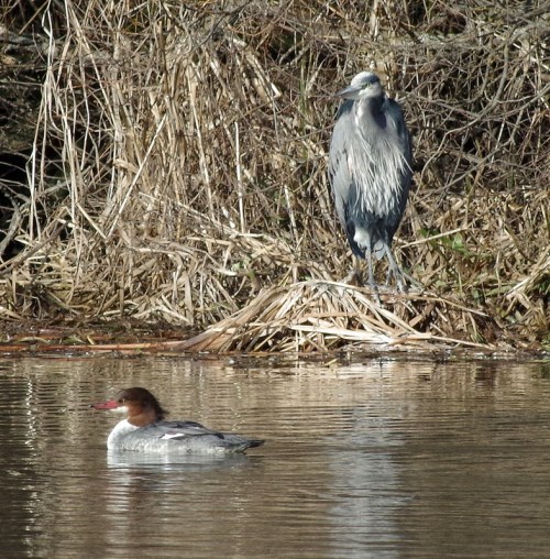 heron and merganser