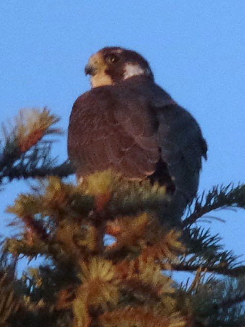 Peregrine Falcon
