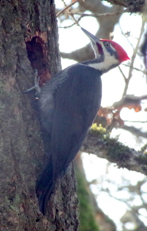 pileated 2