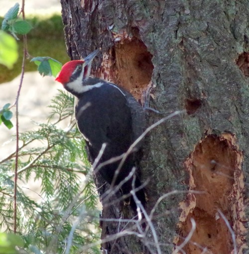pileated 3