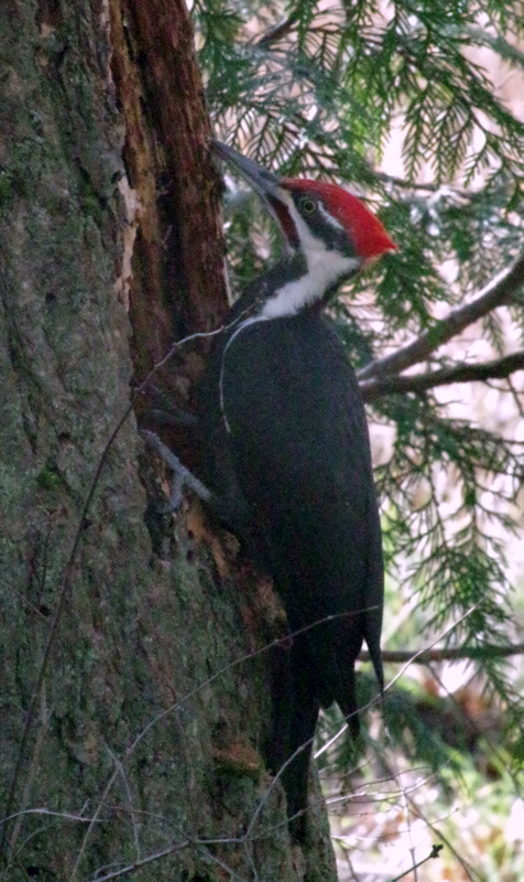 Pileated Woodpecker