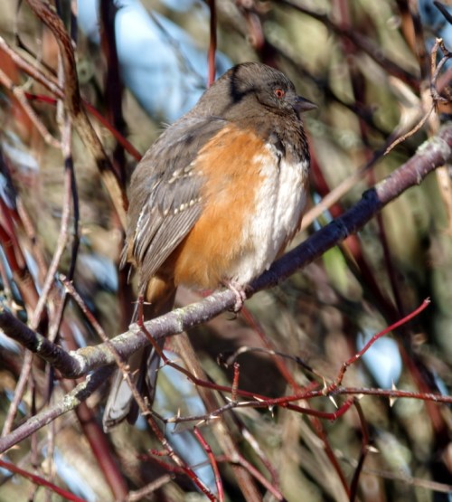 Spotted Towhee