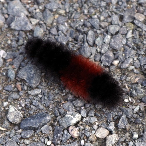 THE WOOLLY BEAR